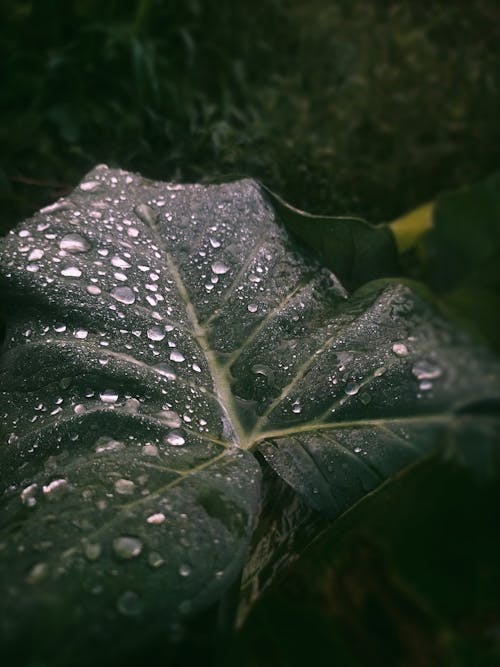 คลังภาพถ่ายฟรี ของ การเจริญเติบโต, ต้นไม้, ฝน