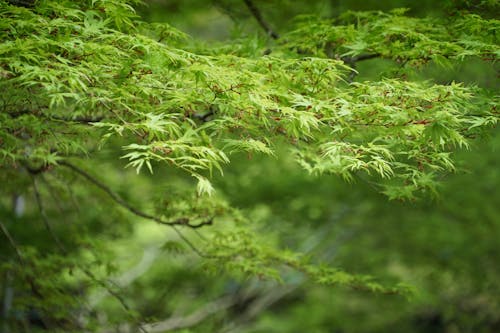 A close up of a green tree with leaves