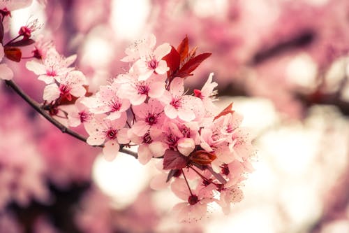 Foto stok gratis alam, bunga merah muda, bunga-bunga