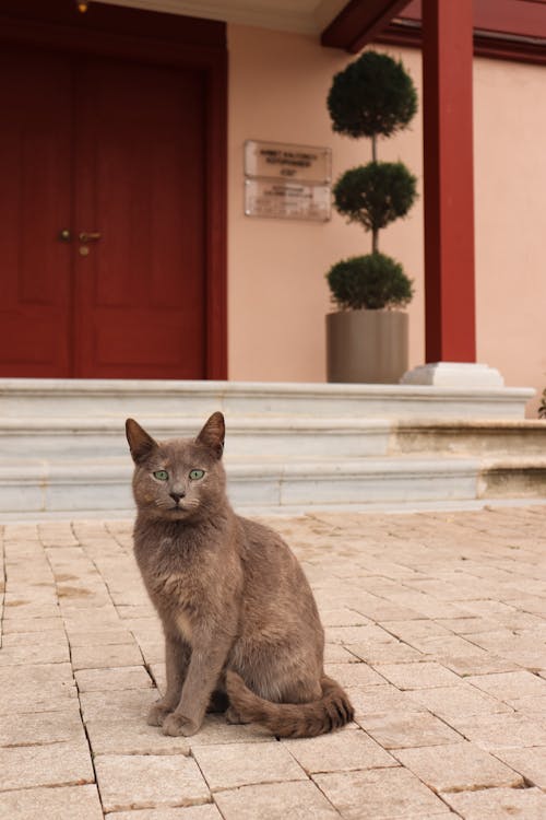 A gray cat sitting on the steps of a building
