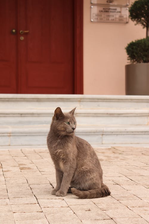 A grey cat sitting on the steps of a building