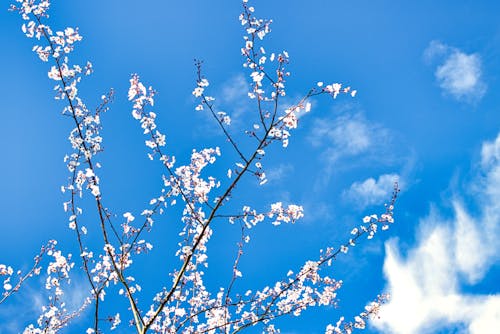 Kostenloses Stock Foto zu blauer himmel, blühen, frühling