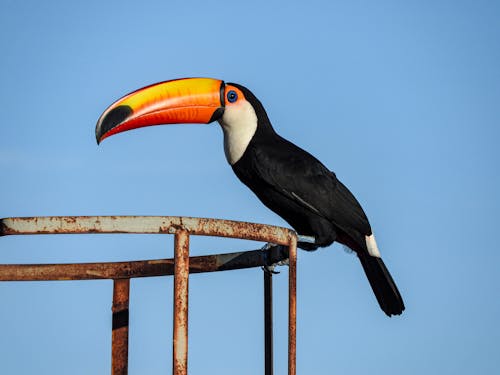 A toucan perched on top of a metal pole
