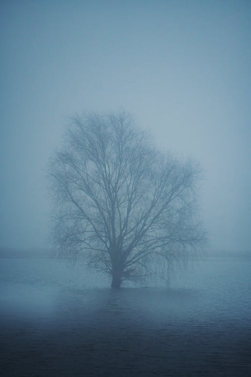 Darmowe zdjęcie z galerii z bagno, drzewo, jezioro