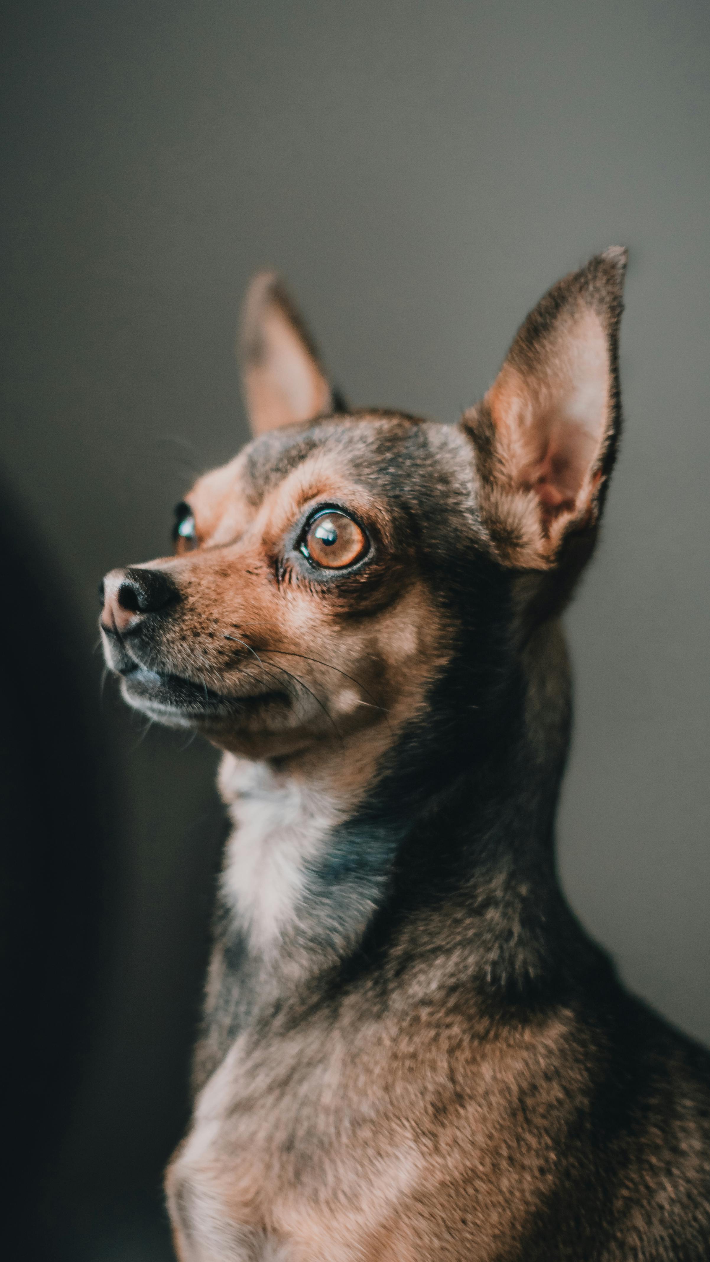 Vertical portrait of a cute alert Chihuahua dog sitting indoors.