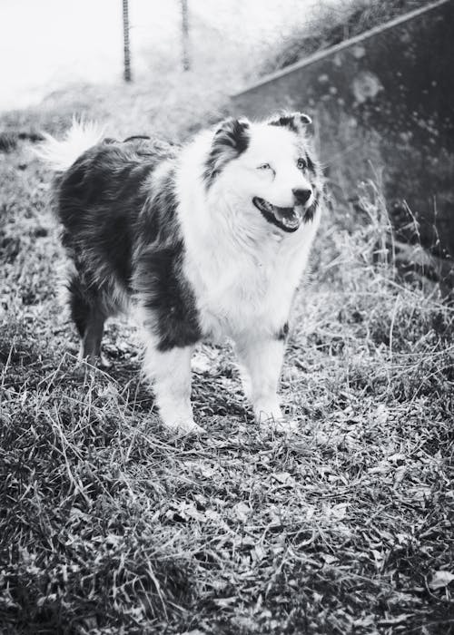 Immagine gratuita di animale domestico, bianco e nero, cane