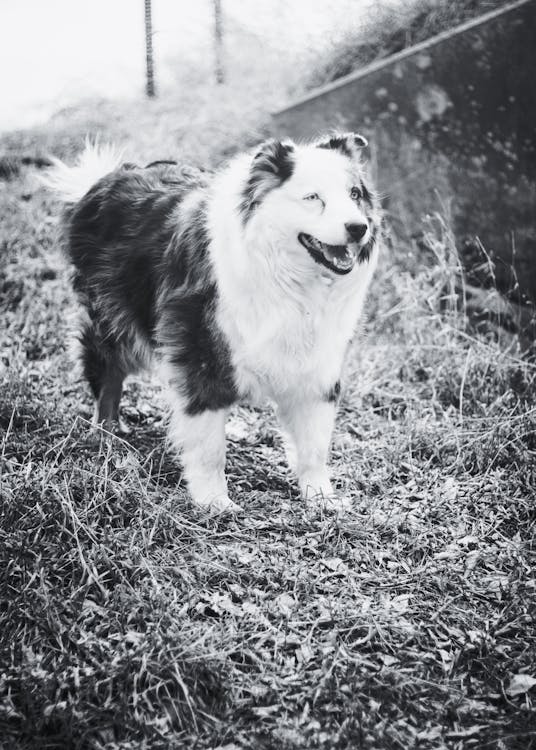 Gratis stockfoto met australische herder, dierenfotografie, hond