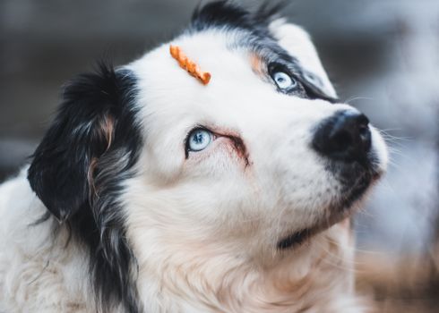 Close-up of an Australian Shepherd with a treat on its nose, showcasing its striking blue eyes.