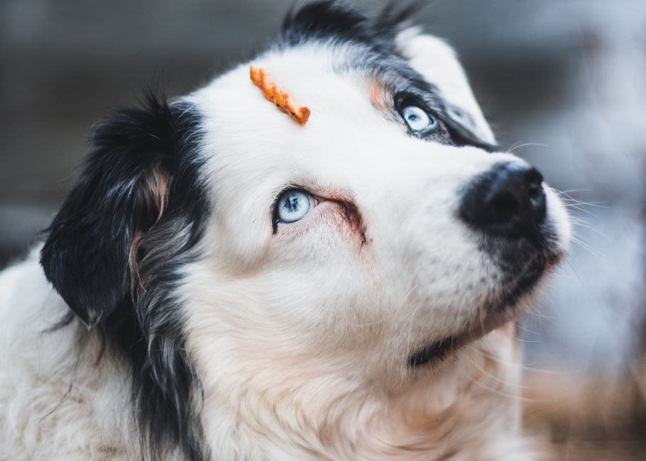Pet Camera Treat Dispenser deal at Amazon