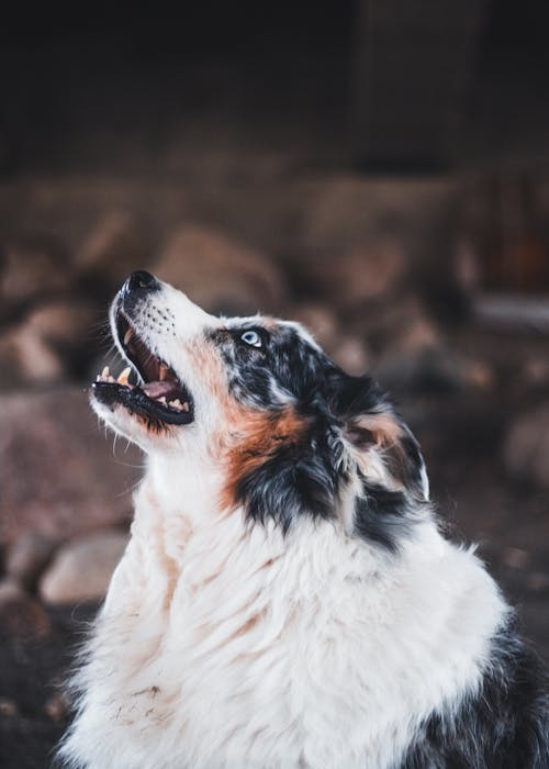 Gratis stockfoto met australische herder, dierenfotografie, fluffig