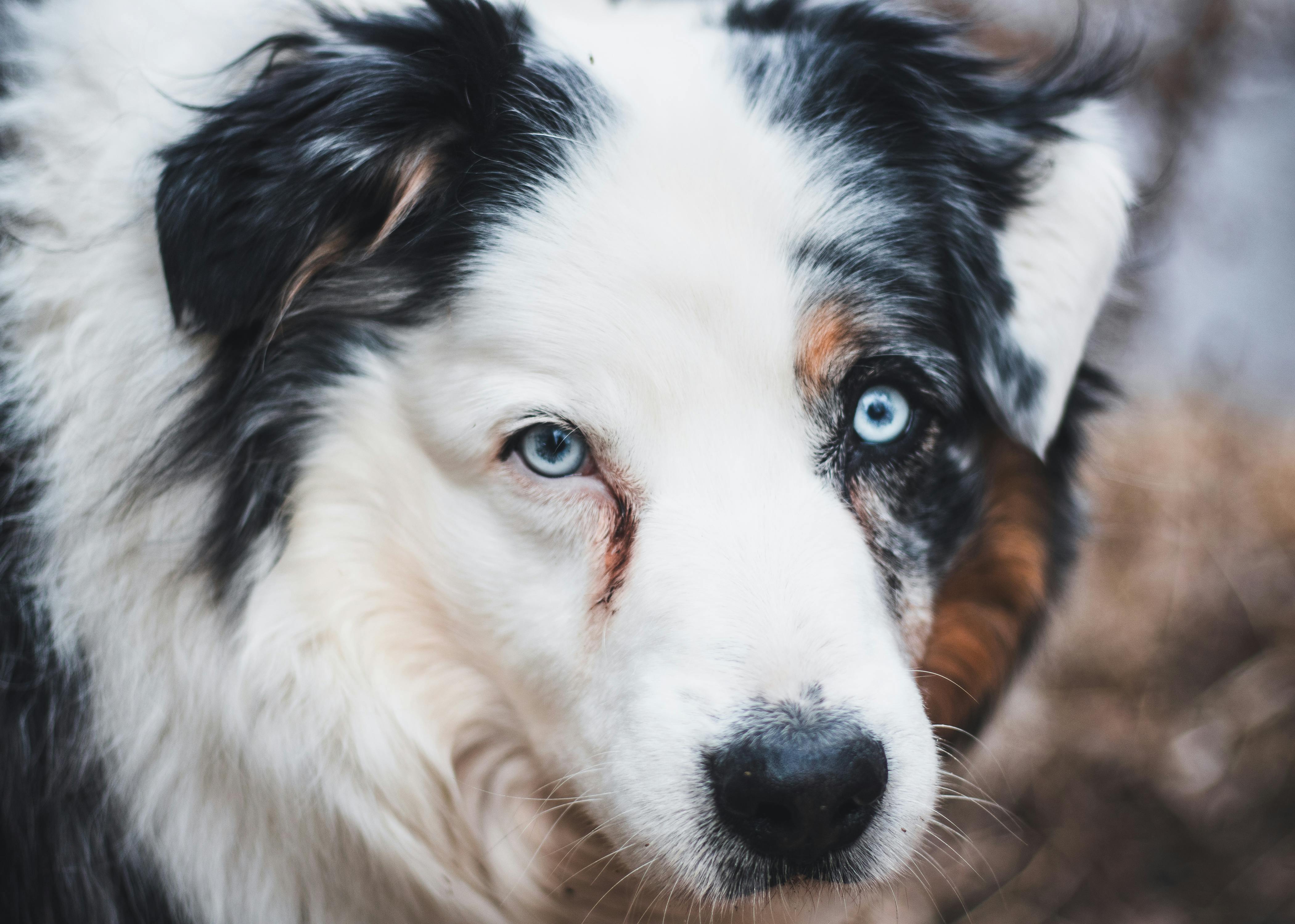 Free Detailed close-up of a fluffy Australian Shepherd dog with striking blue eyes. Stock Photo