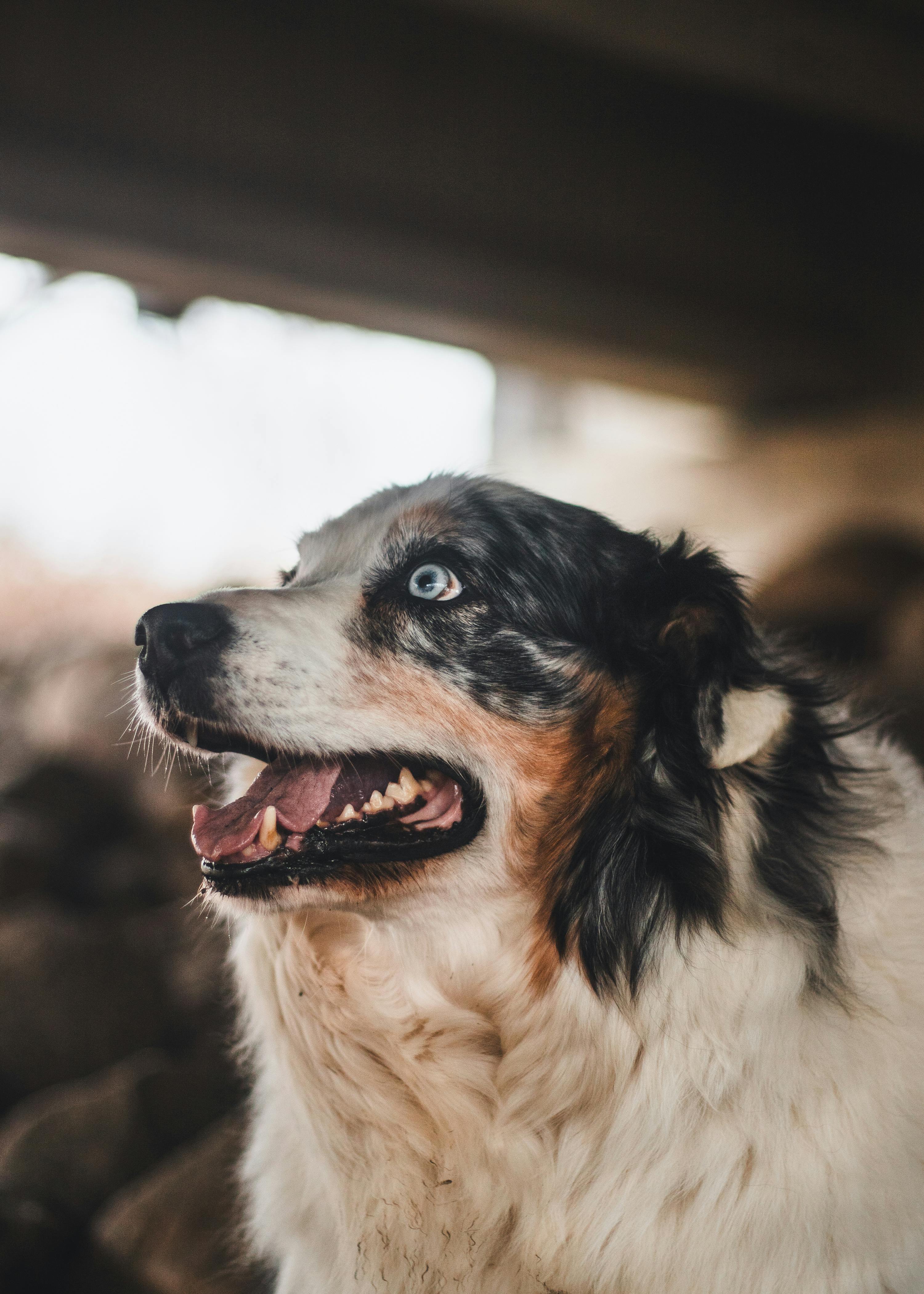 Free Profile of a playful Australian Shepherd with blue eyes and colorful fur, captured outdoors. Stock Photo