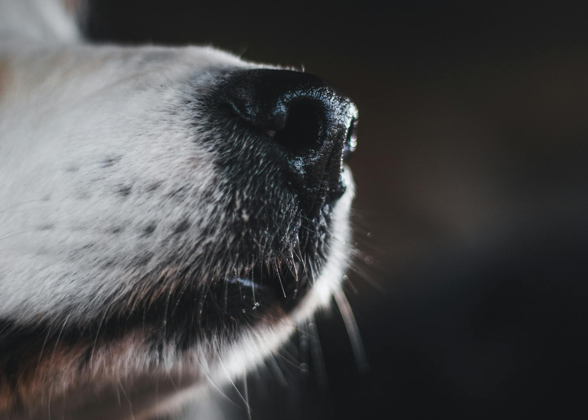 Nose of a Dog