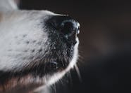 Does Kennel Cough Go Away In Dogs Naturally A Guide
