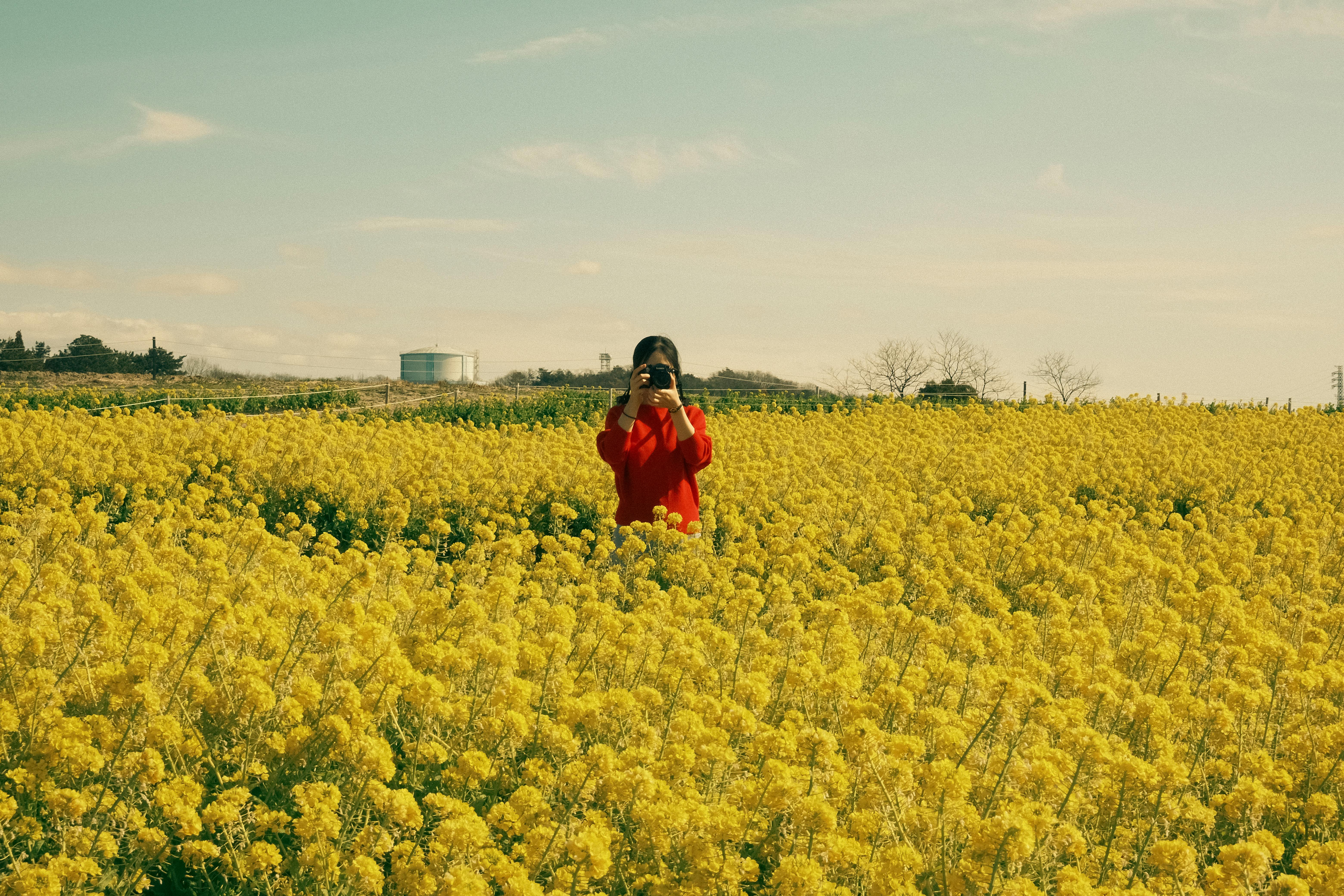 A woman capturing the beauty of a rapeseed field under a clear sky.