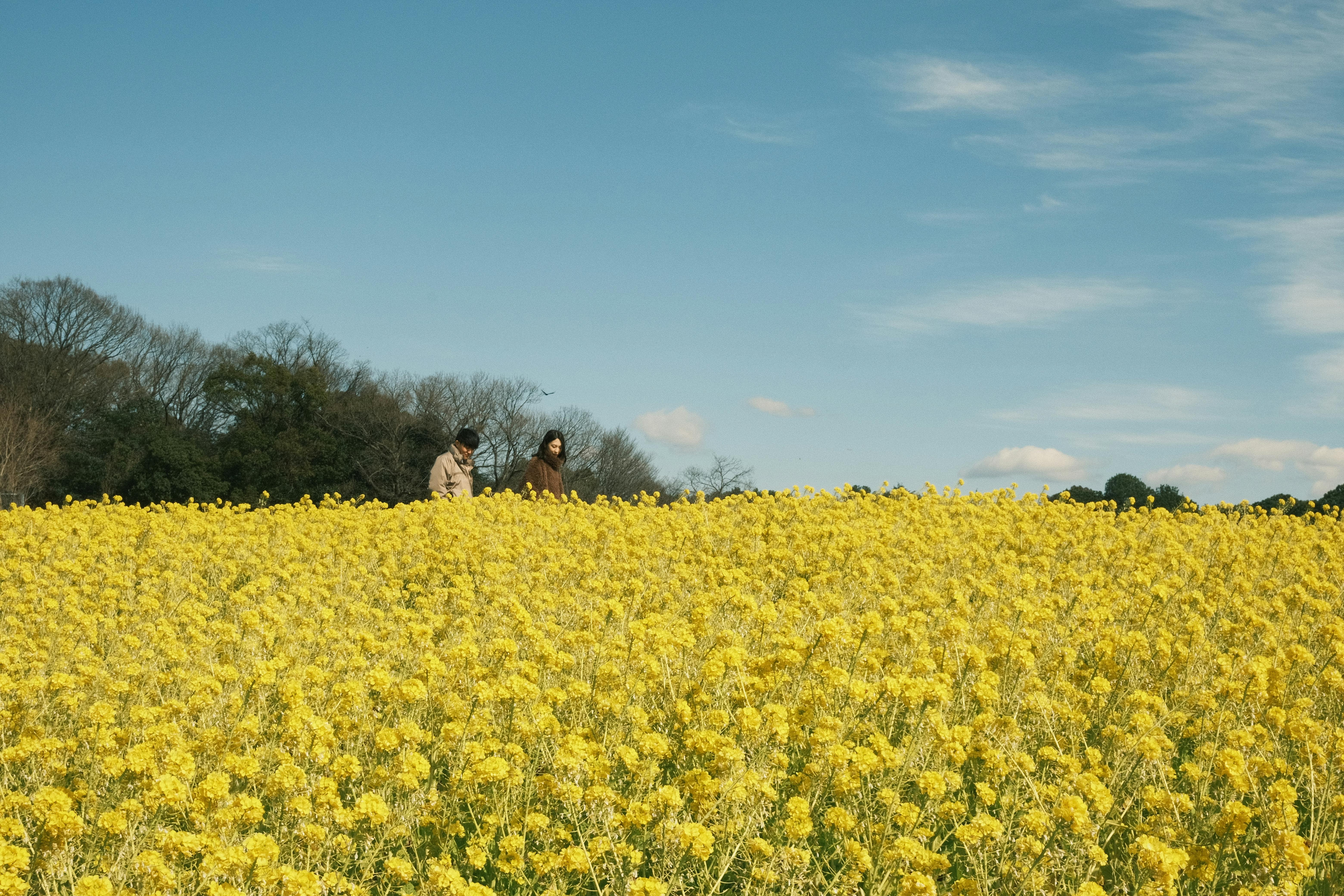 Two people walking in a vibrant rapeseed field in Toyota, Japan, on a sunny day.