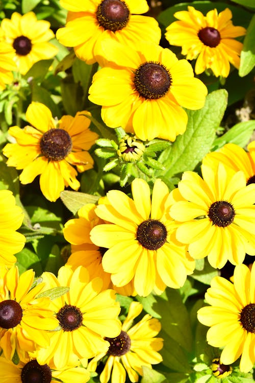 Immagine gratuita di abbondanza, fiori, giallo