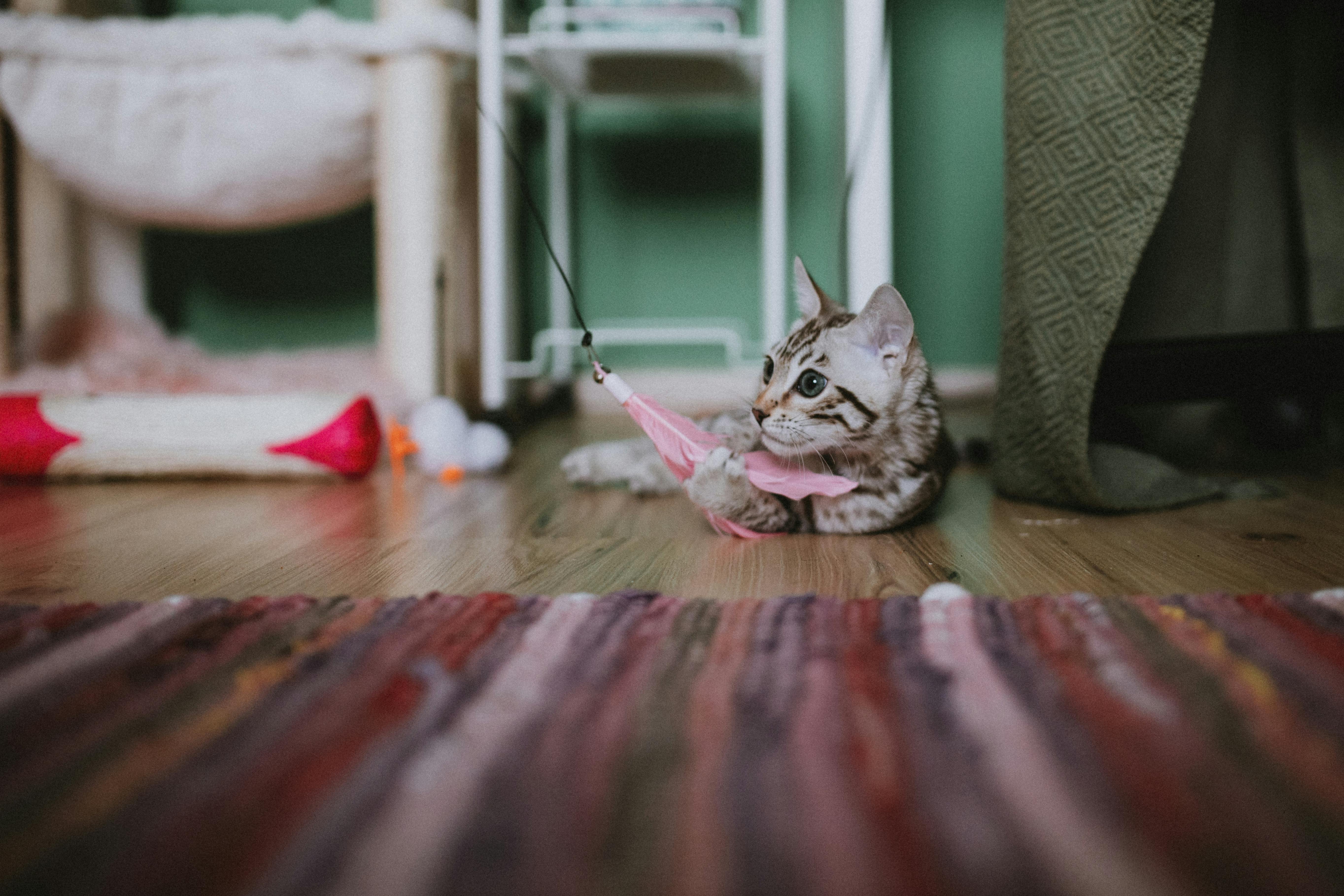 Kitten Playing with a Feather Toy on a Floor