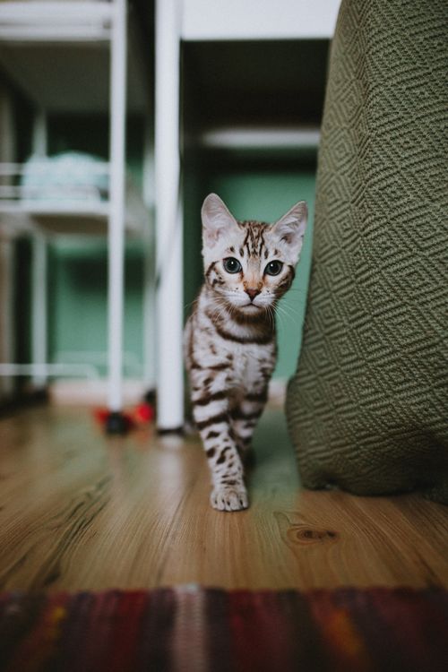 Free Adorable Bengal kitten curiously exploring a modern apartment interior. Stock Photo