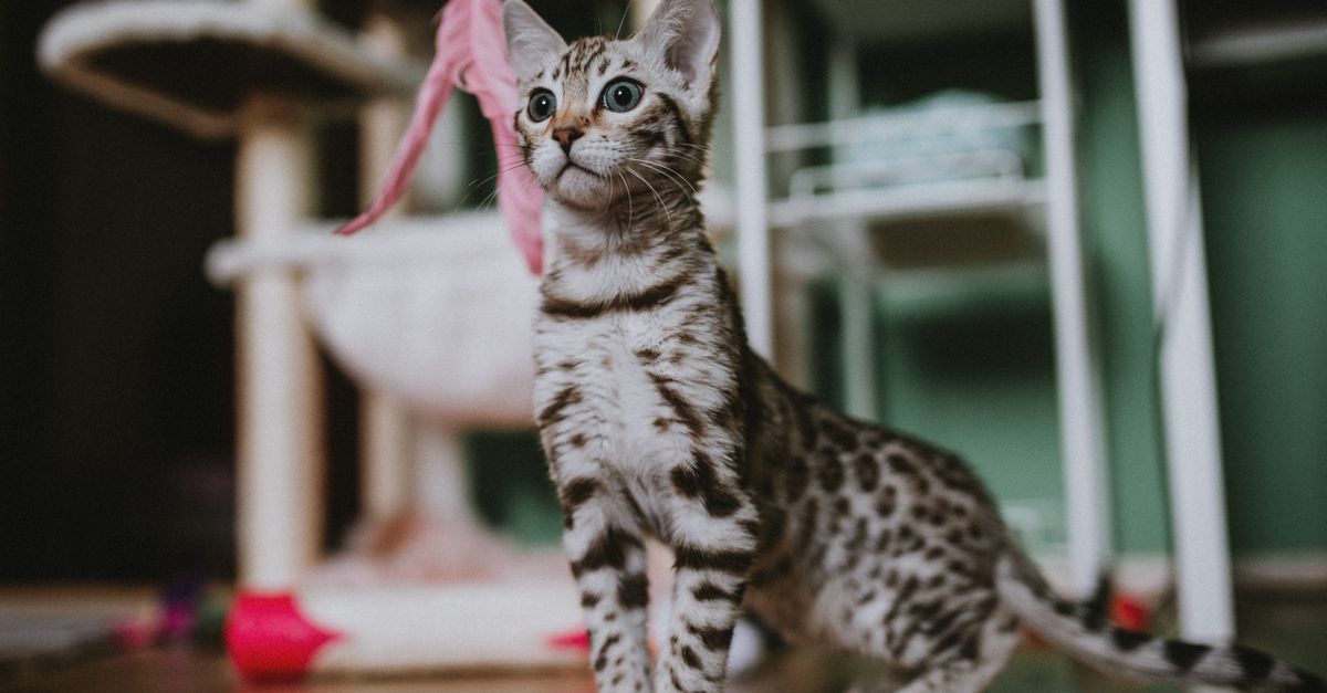 Top 10 Cat Toys to Keep Your Feline Entertained