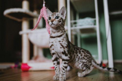 Free Adorable Bengal kitten playing with a pink feather toy in a cozy indoor setting. Stock Photo