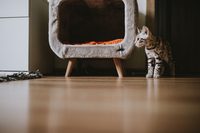 small digital photo frame showing pet pictures