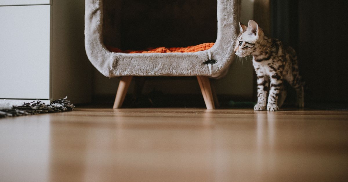 10 Essential Tips for a Pet-Friendly Home