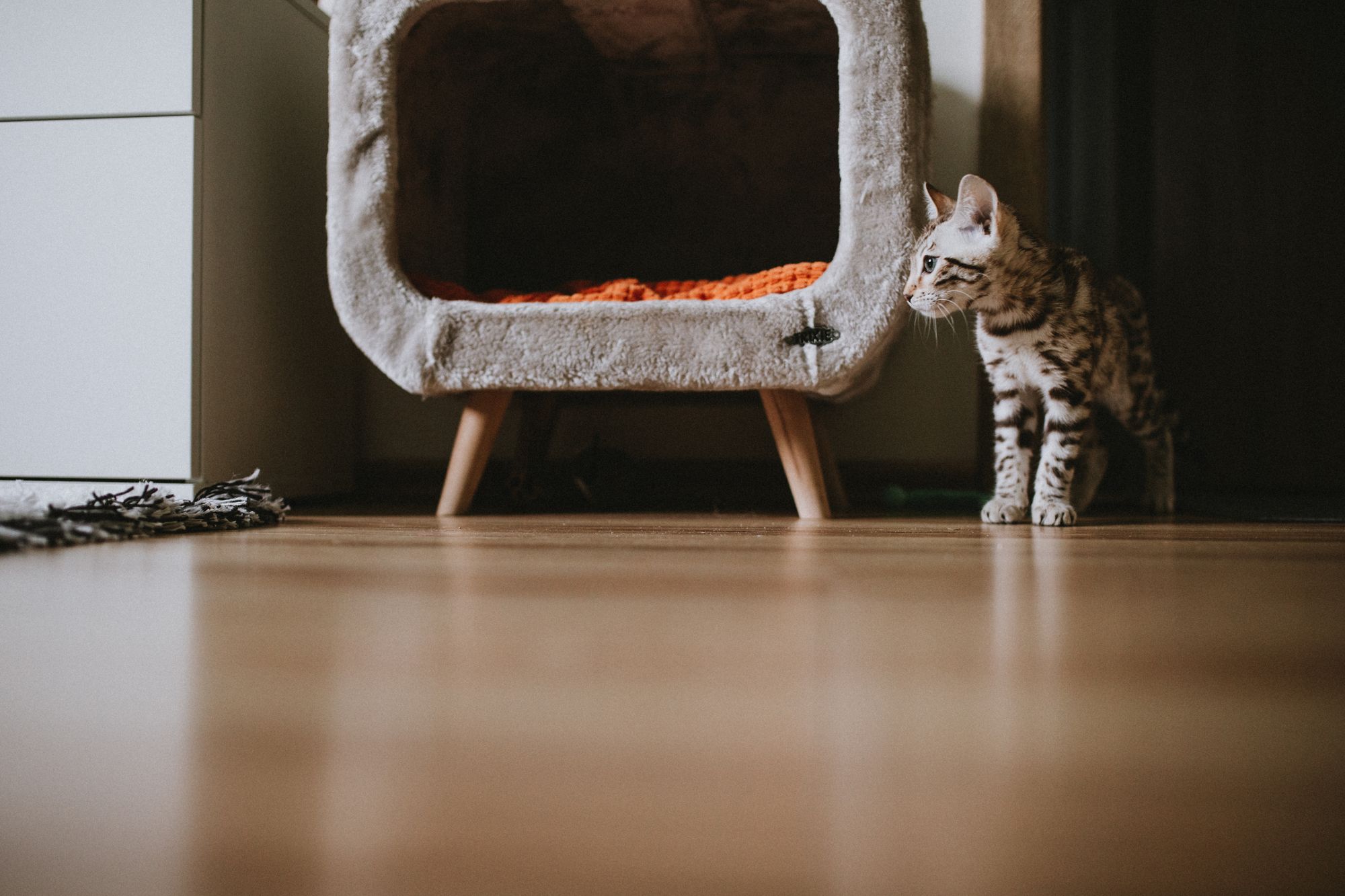 Bengal kitten standing next to a cozy pet bed in a modern apartment interior.