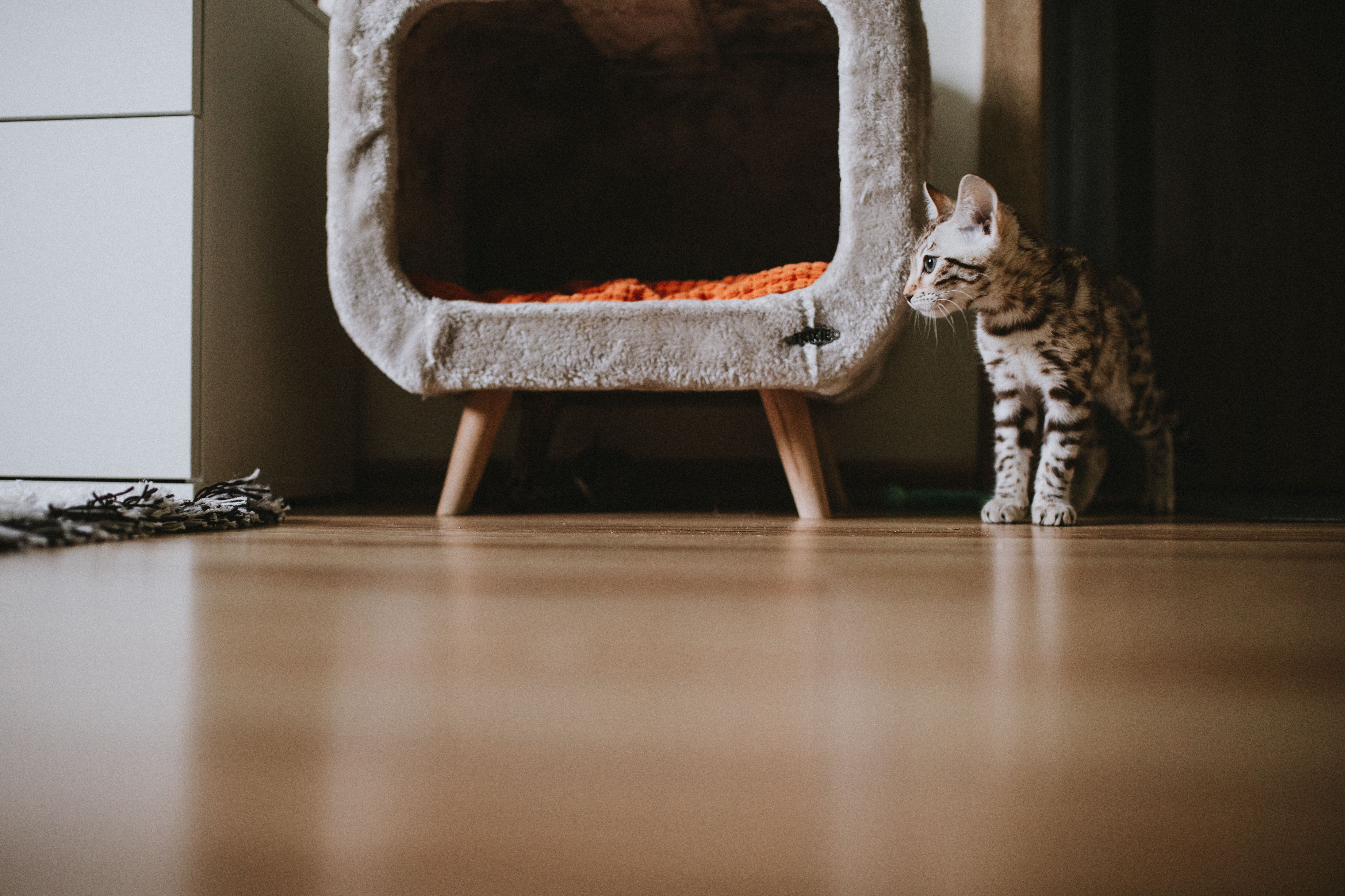Kitten standing beside a raised pet bed in a modern home