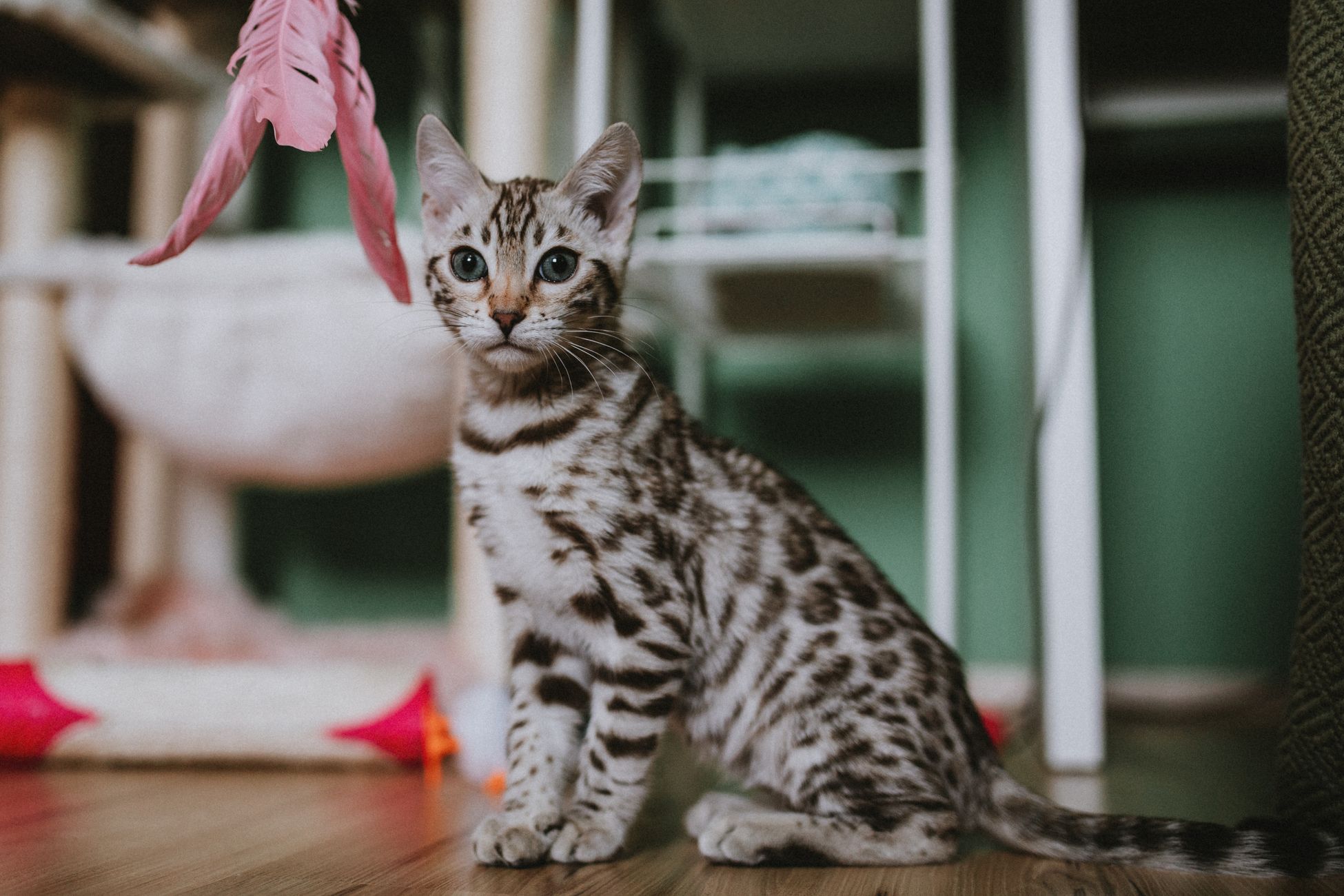 Juultje markeert de start van het kittenseizoen