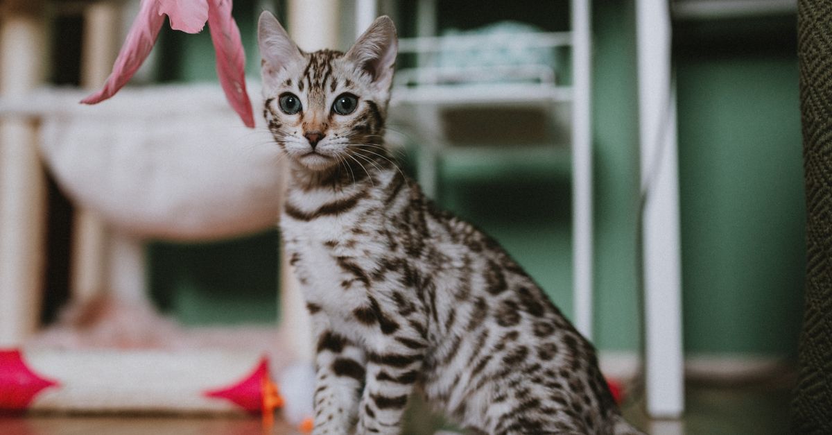 Why Your Cat Is Ignoring Their Toys (And the Overlooked Reasons That Actually Matter)