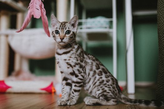 Best interactive cat toys for solo play: science-backed picks