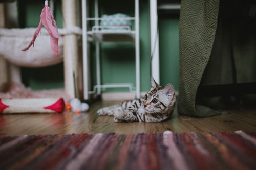 Free A cute Bengal kitten lying on a colorful rug indoors, surrounded by cat toys in a cozy home environment. Stock Photo