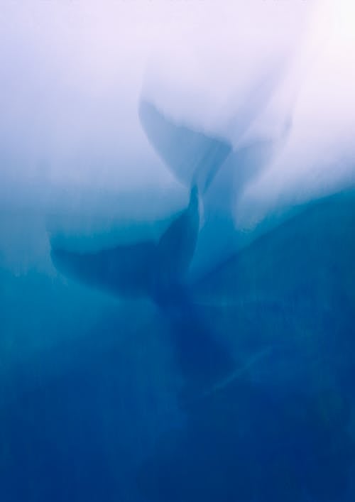 Foto stok gratis artistik, berbayang, di bawah air