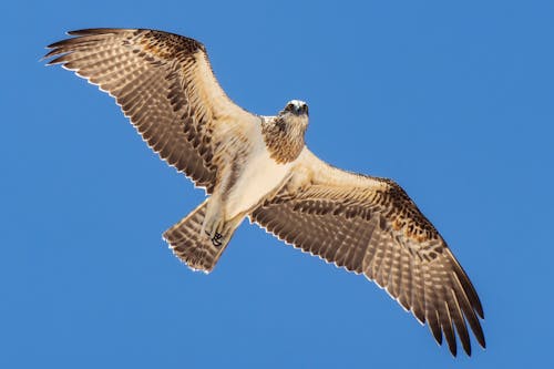 Foto profissional grátis de águia, águia-pescadora, águias