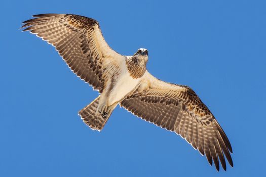 eagle photo