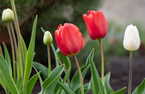 Free Close-up of Red and White Tulips in Bloom Stock Photo