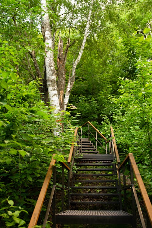 Stairs leading up to a birch tree in the woods