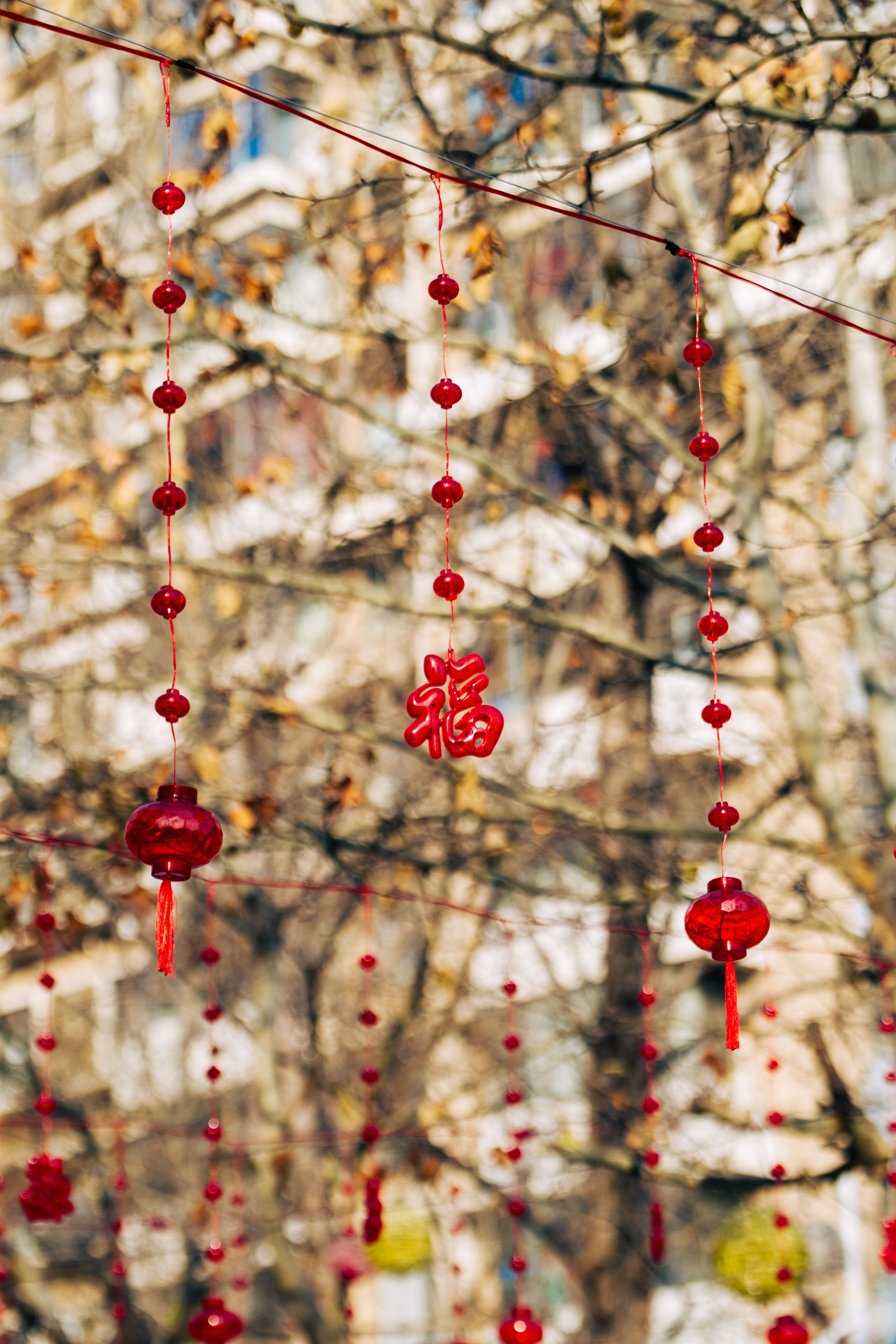 Red chinese lanterns hanging from trees in a park · Free Stock Photo
