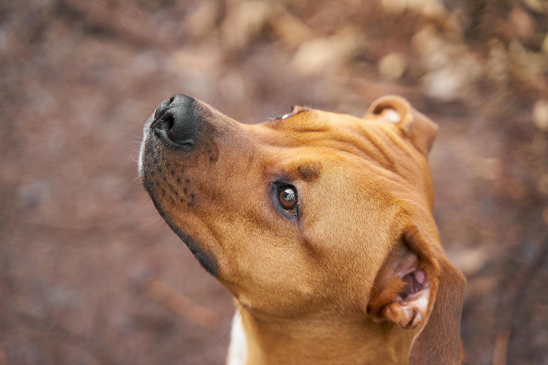 Vue rapprochée d'un pit-bull brun assis dehors