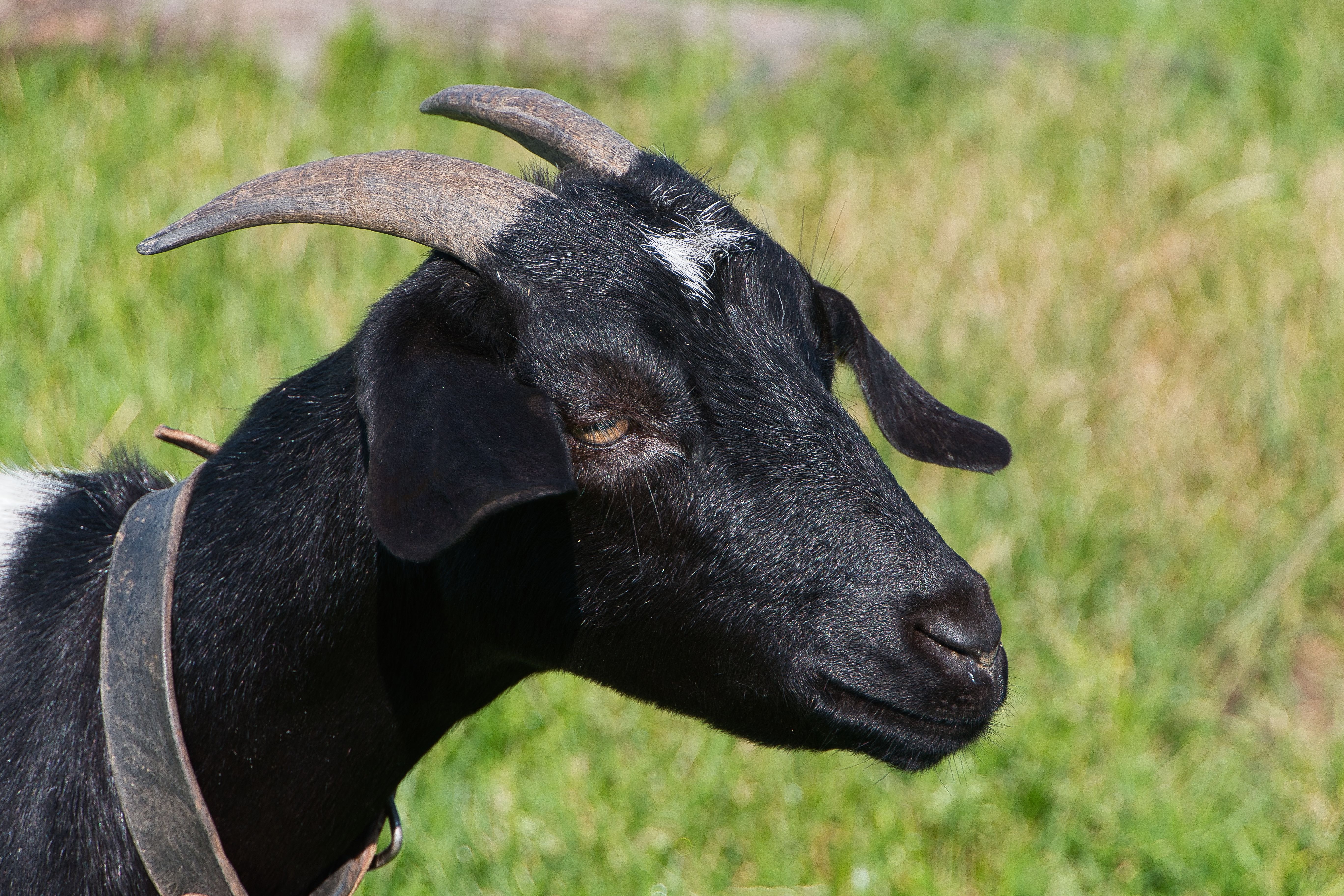 Veterinarian examining a goat during a checkup