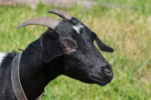 動物攝影, 山羊, 牛角 的 免费素材图片