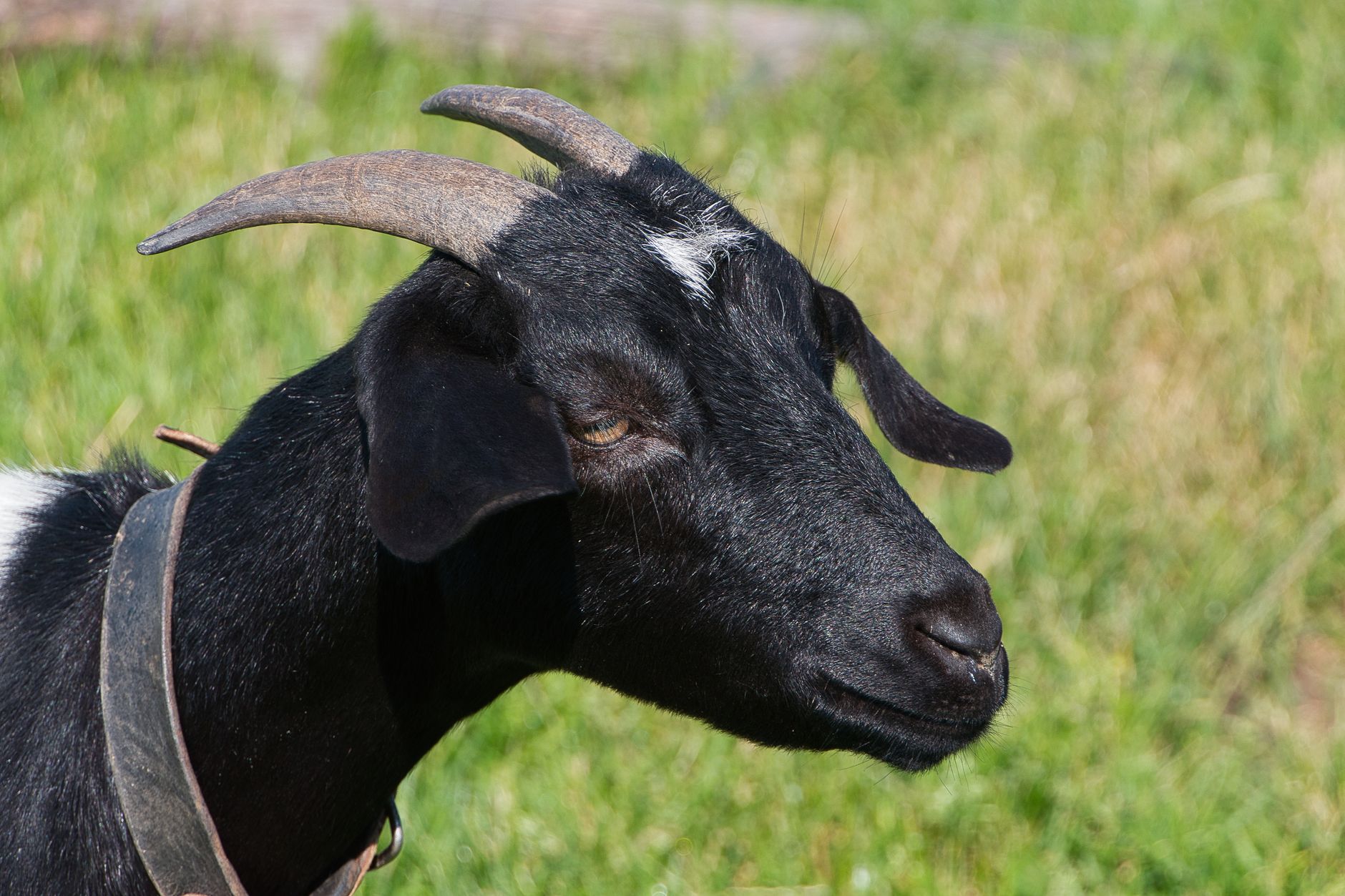 Veterinarian examining a goat during a checkup
