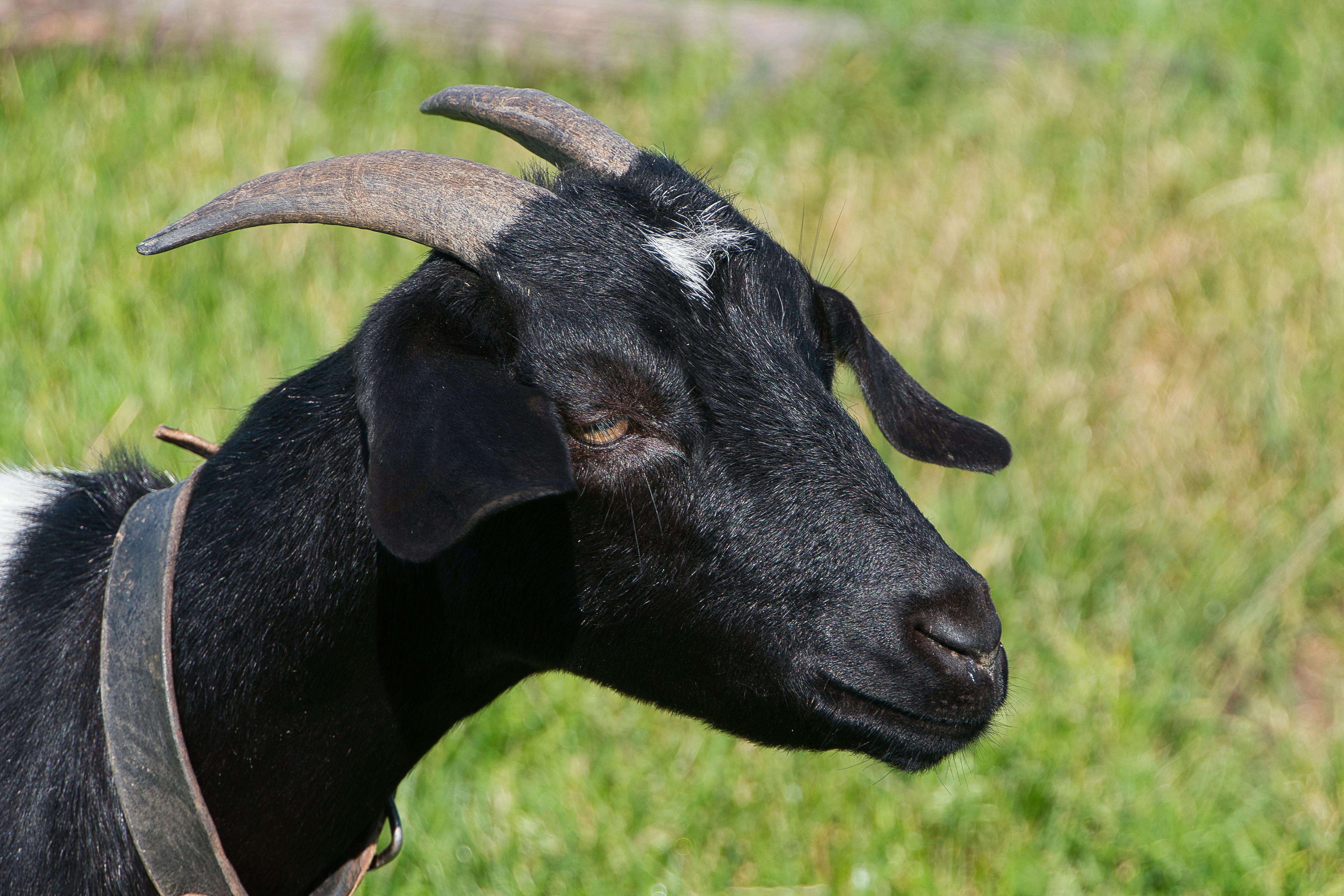 grátis Foto profissional grátis de agricultura, Alemanha, animal com chifres Foto profissional