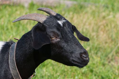 Free Detailed image of a black goat with horns in a green rural pasture setting. Stock Photo