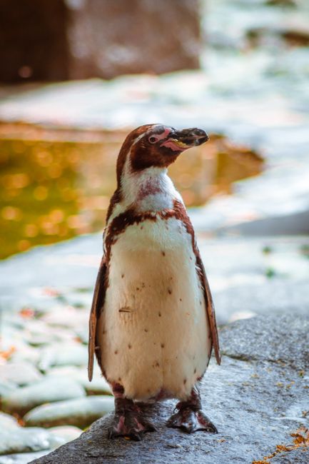 A cute Humboldt penguin standing on a rock near water in a zoo setting.