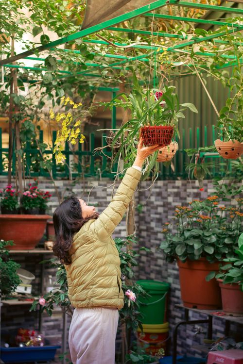Free Woman reaching for hanging plant in a lush outdoor garden setup, vibrant and serene. Stock Photo