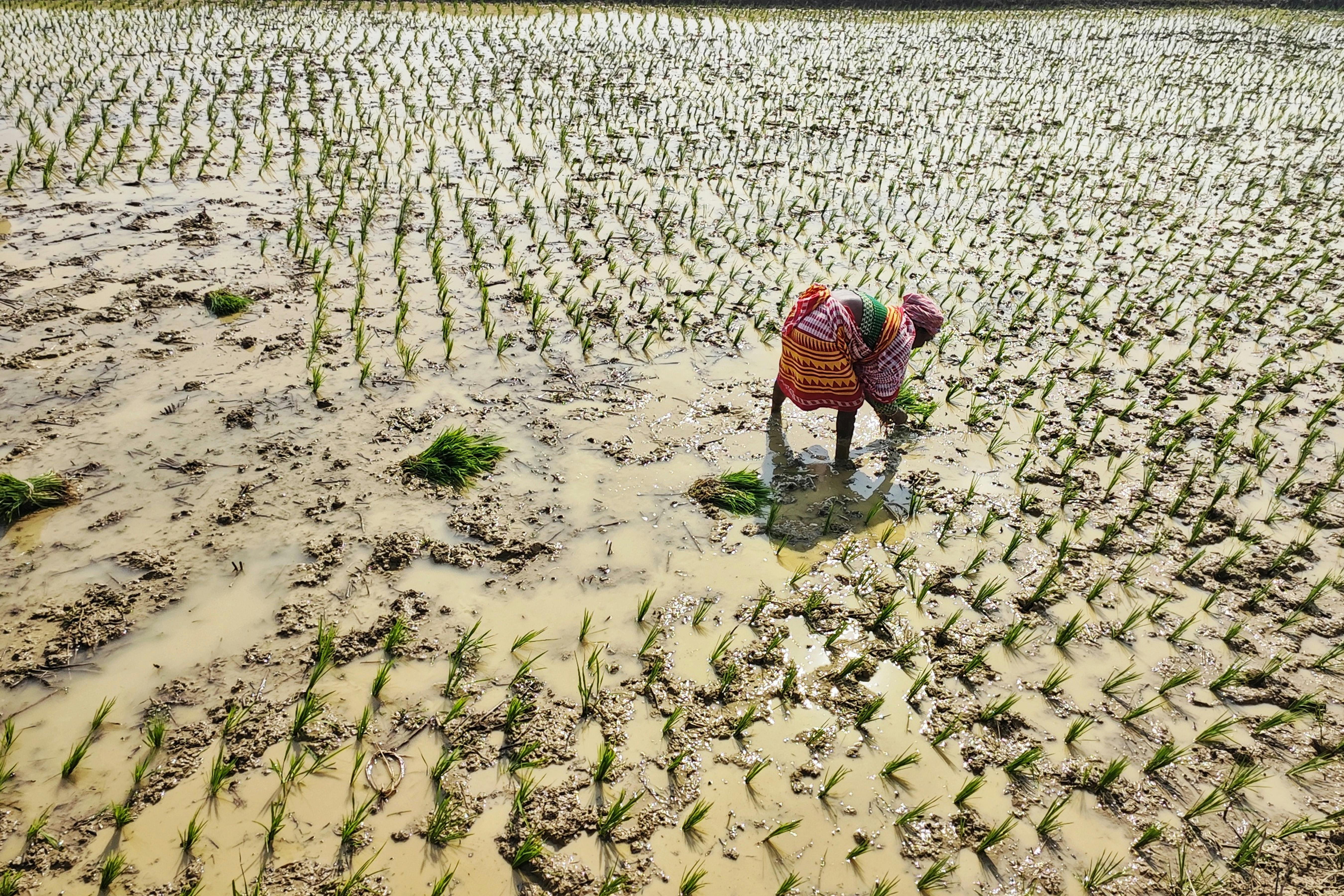 Climate change hitting margins, supply chains, long-term resilience, say execs — Photo by Dibakar Roy on Pexels