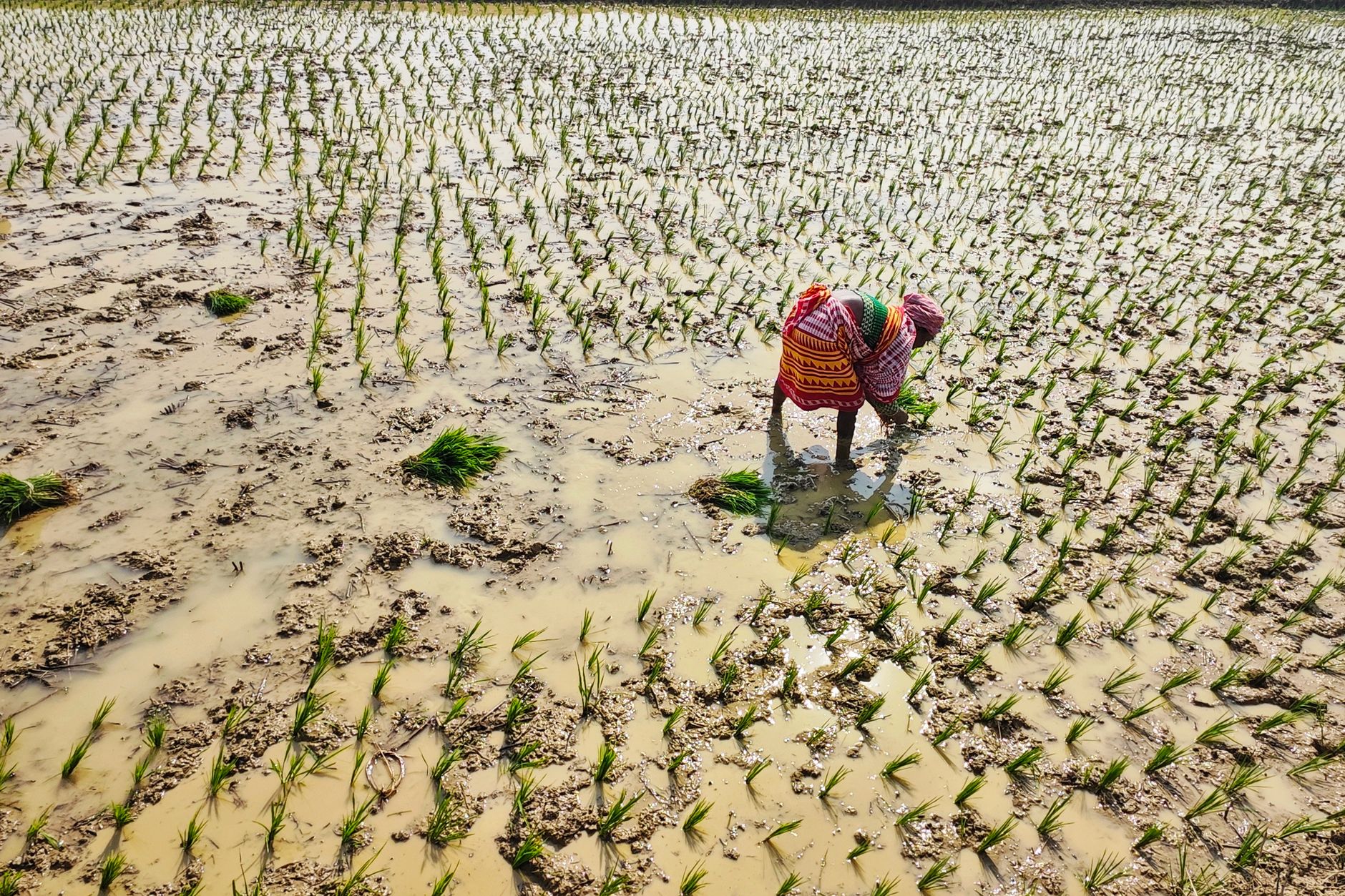 India's AI Monsoon System Reached 38 Million Farmers in 2025