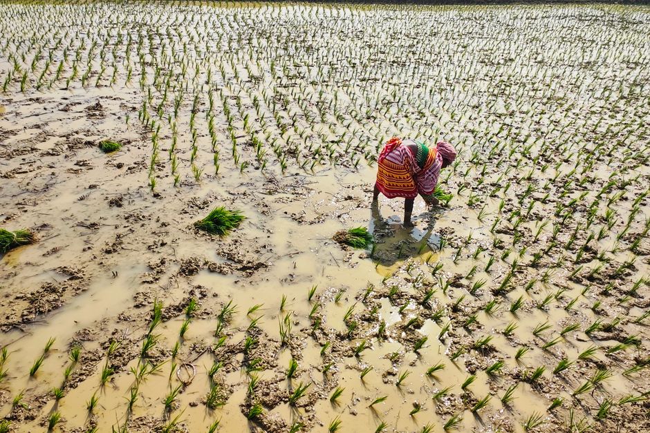 A woman planting rice seedlings in a flooded field in Tarapith, India, showcasing traditional agriculture.